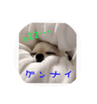 ロンちゃんの日常（個別スタンプ：3）
