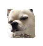 ロンちゃんの日常（個別スタンプ：6）