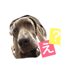 ヴァレの毎日（個別スタンプ：9）