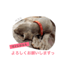 ヴァレの毎日（個別スタンプ：12）