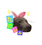 ヴァレの毎日（個別スタンプ：24）