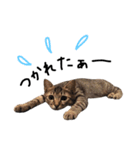 リアル子猫 キジトラあんこちゃん 第2弾（個別スタンプ：13）