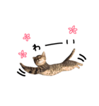 リアル子猫 キジトラあんこちゃん 第2弾（個別スタンプ：16）