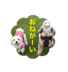 Miniature Schnauzer Baron kun（個別スタンプ：1）