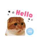 スコティッシュはるまる第7弾Happy Life編（個別スタンプ：1）