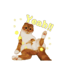 スコティッシュはるまる第7弾Happy Life編（個別スタンプ：10）