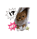 スコティッシュはるまる第7弾Happy Life編（個別スタンプ：11）