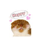 スコティッシュはるまる第7弾Happy Life編（個別スタンプ：13）