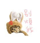 Our cat calls cat.（個別スタンプ：1）