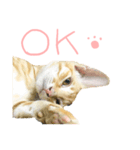 Our cat calls cat.（個別スタンプ：2）