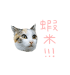Our cat calls cat.（個別スタンプ：3）
