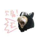 Our cat calls cat.（個別スタンプ：4）