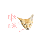 Our cat calls cat.（個別スタンプ：5）