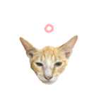Our cat calls cat.（個別スタンプ：6）