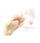 Our cat calls cat.（個別スタンプ：7）