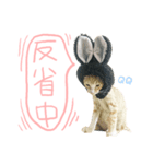 Our cat calls cat.（個別スタンプ：8）