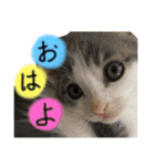 3匹の猫！！（個別スタンプ：1）