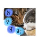 3匹の猫！！（個別スタンプ：2）