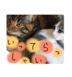 3匹の猫！！（個別スタンプ：3）