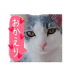 3匹の猫！！（個別スタンプ：4）