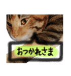 3匹の猫！！（個別スタンプ：5）
