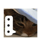 3匹の猫！！（個別スタンプ：6）