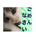 3匹の猫！！（個別スタンプ：7）