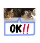 3匹の猫！！（個別スタンプ：8）