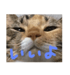 3匹の猫！！（個別スタンプ：9）