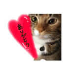 3匹の猫！！（個別スタンプ：10）