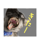 3匹の猫！！（個別スタンプ：11）