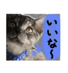 3匹の猫！！（個別スタンプ：12）