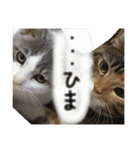 3匹の猫！！（個別スタンプ：13）