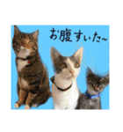 3匹の猫！！（個別スタンプ：15）