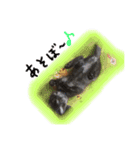 3匹の猫！！（個別スタンプ：16）