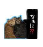 しましまブラザーズ（個別スタンプ：1）