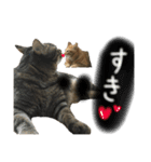 しましまブラザーズ（個別スタンプ：2）