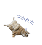 しましまブラザーズ（個別スタンプ：3）