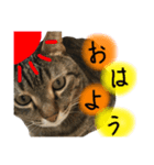 しましまブラザーズ（個別スタンプ：8）