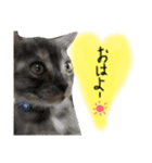猫が大好き（個別スタンプ：1）