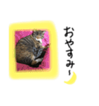 猫が大好き（個別スタンプ：2）