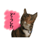 猫が大好き（個別スタンプ：3）