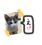 猫が大好き（個別スタンプ：4）