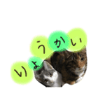 猫が大好き（個別スタンプ：5）