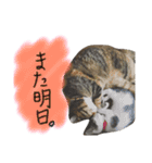 猫が大好き（個別スタンプ：6）