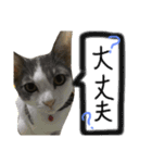 猫が大好き（個別スタンプ：7）