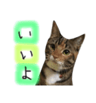 猫が大好き（個別スタンプ：8）