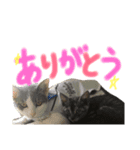 猫が大好き（個別スタンプ：9）