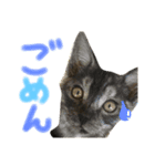猫が大好き（個別スタンプ：11）