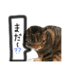 猫が大好き（個別スタンプ：12）